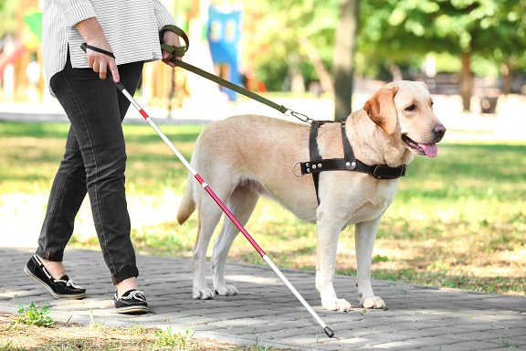 Service Dog vs Emotional Support Dog