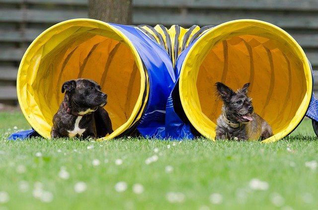 dog agility at home