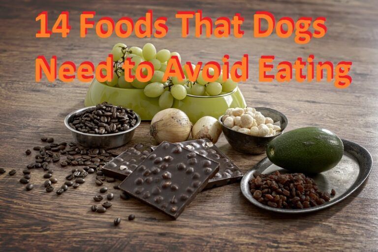 Foods That Dogs Need to Avoid Eating