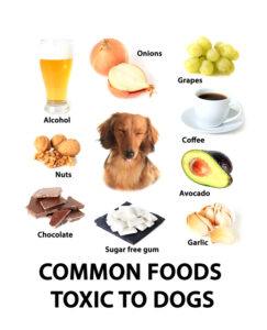 14 Foods That Dogs Need to Avoid Eating