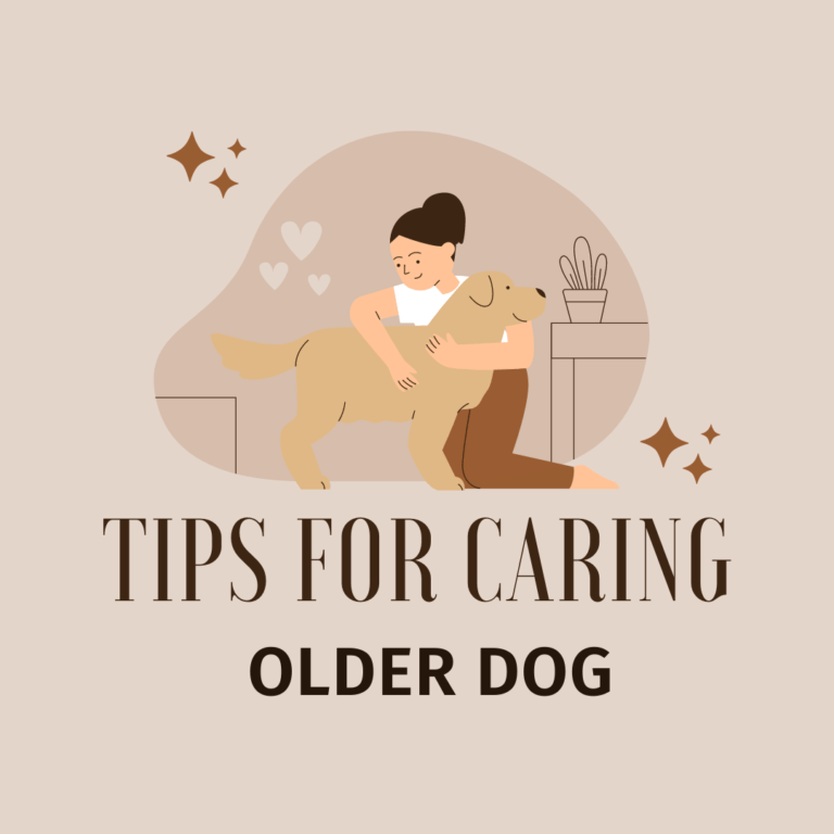 Tips for Caring for an Older Dog