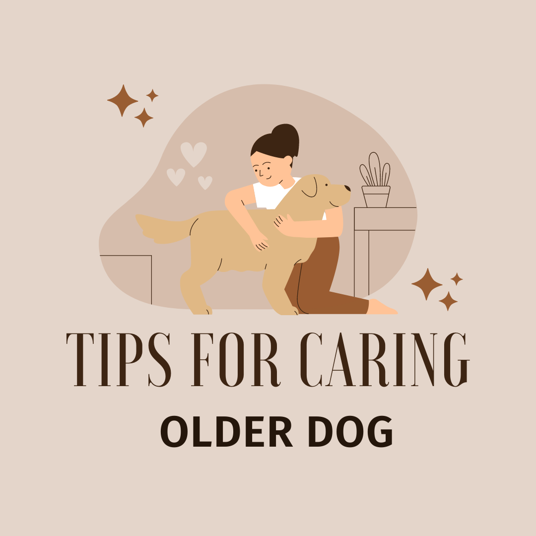 tips for caring for older dogs