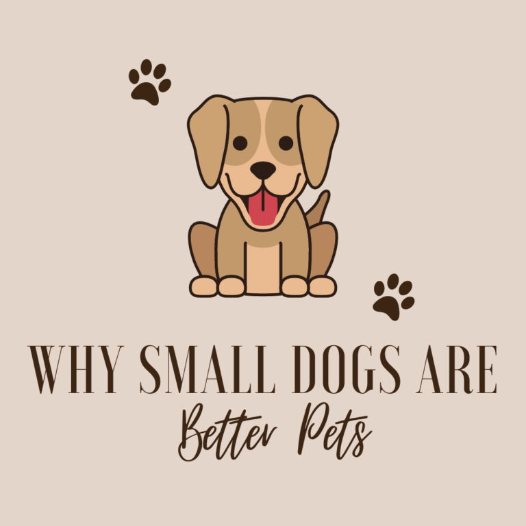 Why Small Dogs Are Better Pets (Sometimes)