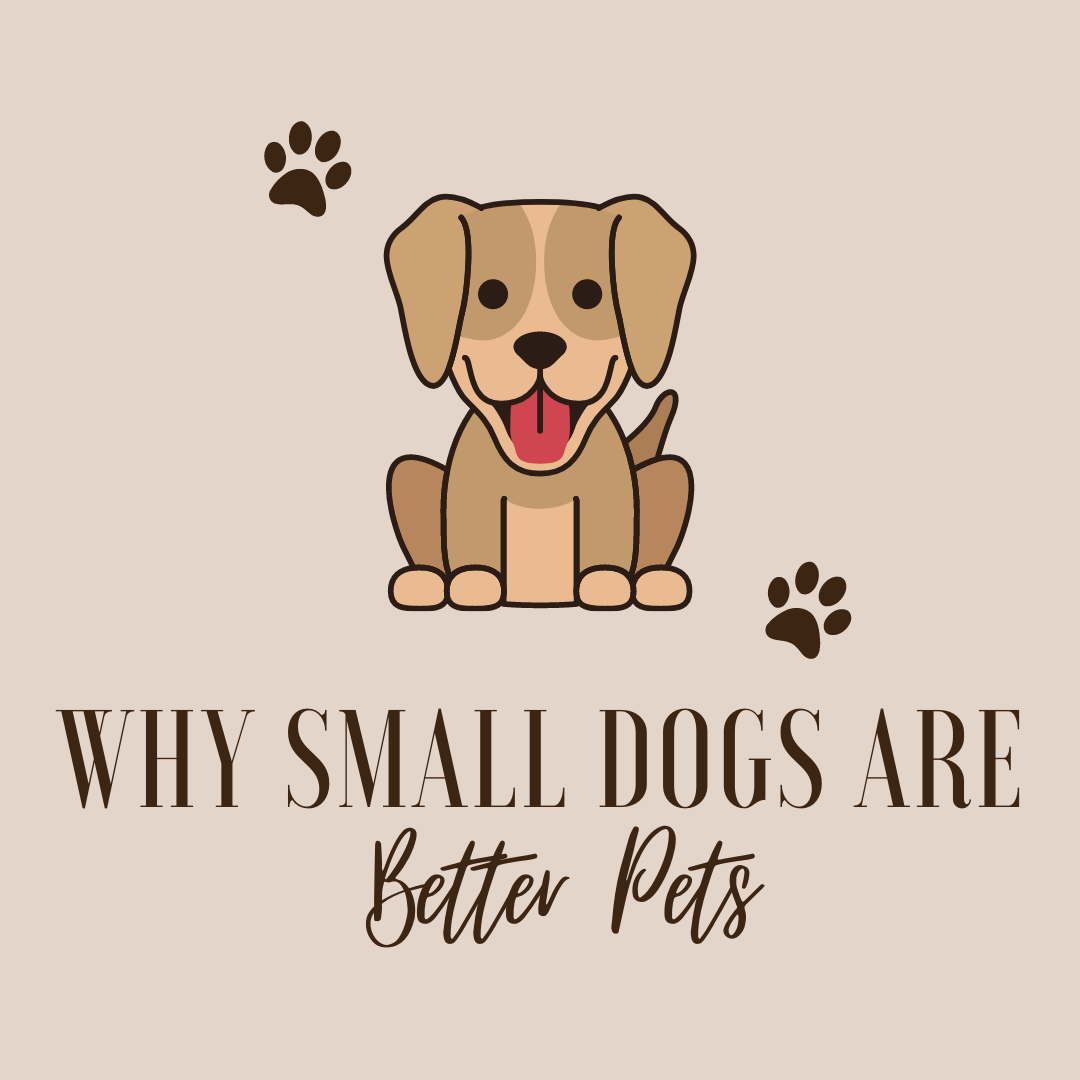 Why Small Dogs are Better pets