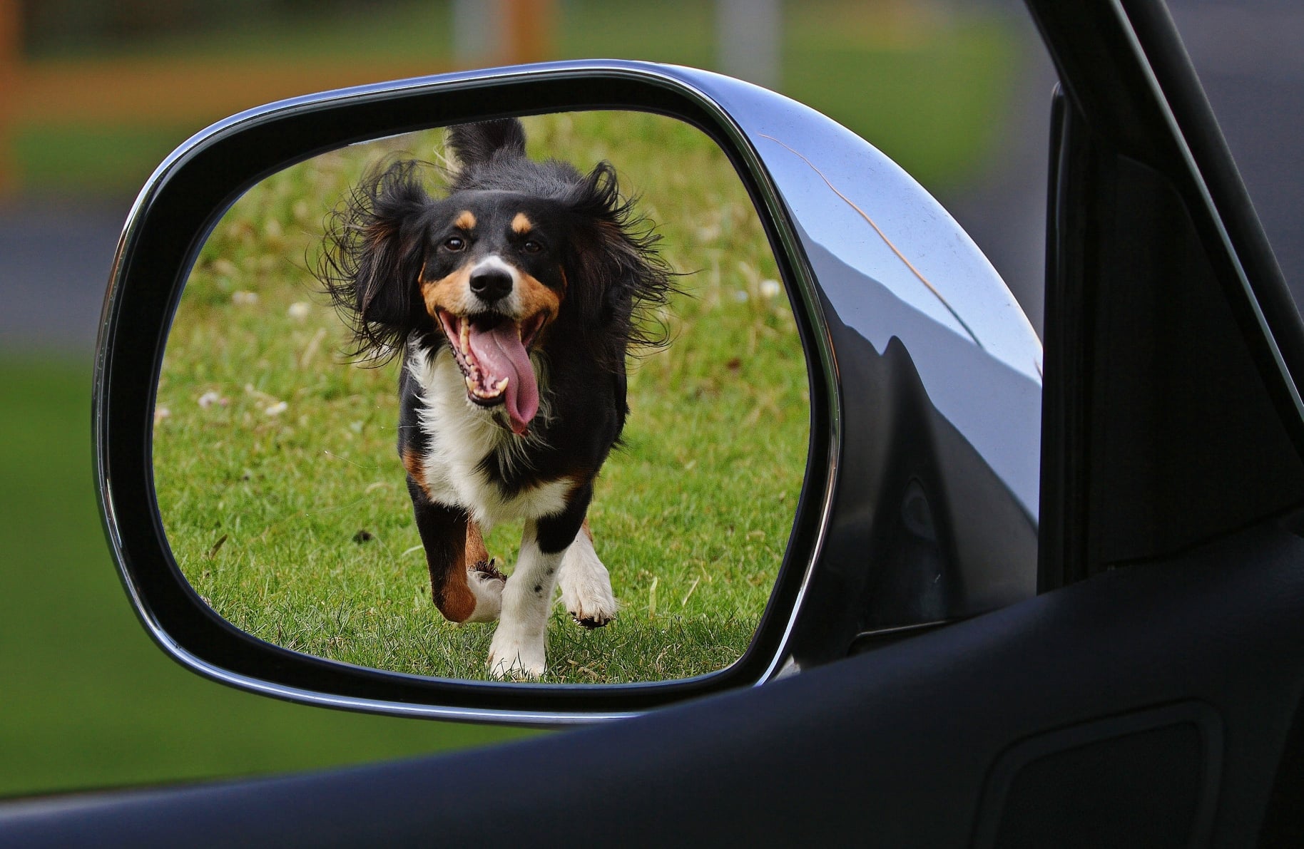 train dog not to chase cars