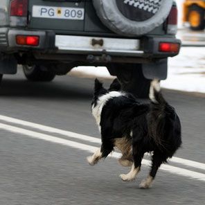 Dog chase cars