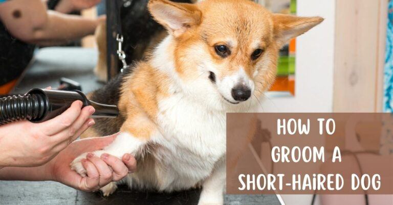 How to Groom a Short-Haired Dog