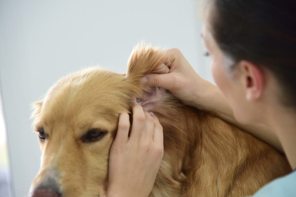 checking dog ears