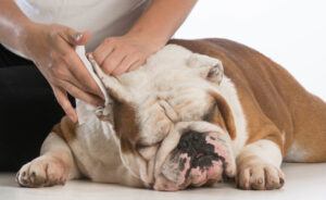 Safely Clean Your Dog's Ears