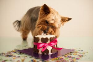 dog birthday ideas