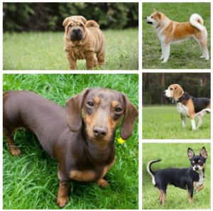 the most stubborn dog breeds