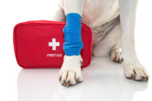 veterinary first aid kit