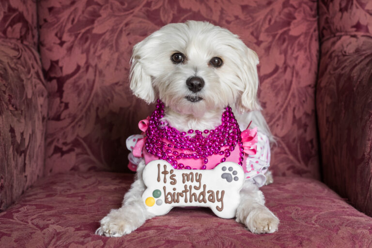 Fun Dog Birthday Party Ideas