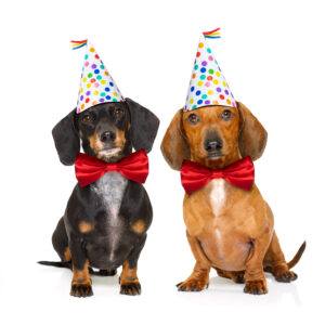 how to celebrate a dogs birthday