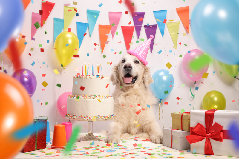 dog birthday party ideas