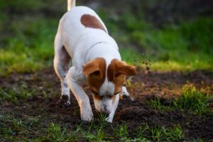 Bad Dog Behavior Problems