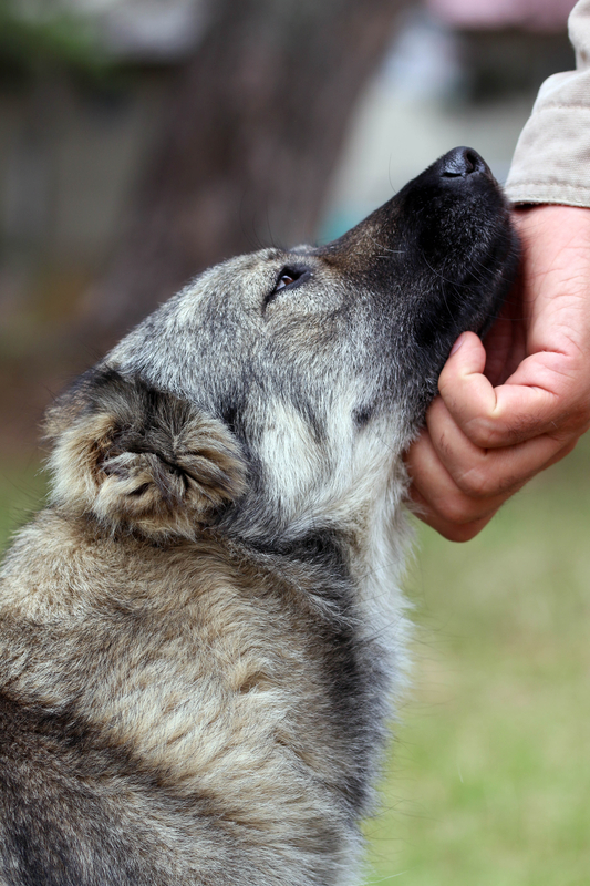 Why Dogs Are Best Friends Of Humans, Top Reasons