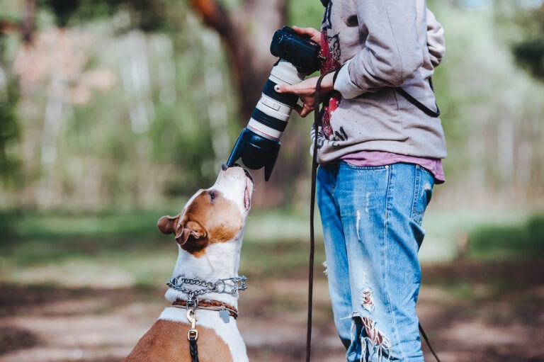 Pics Of Really Cute Dogs Are Possible To Capture