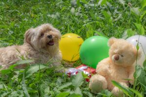 puppy dog birthday party ideas