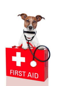 pet first aid tips