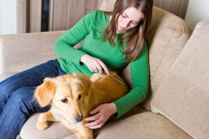 Grooming Your Long-Haired Dog