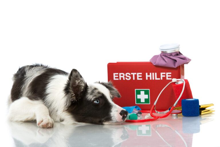 Pet First Aid Tips For Your Dog