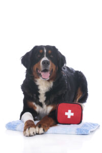 Pet First aid 