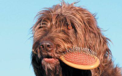 grooming your long-haired dog