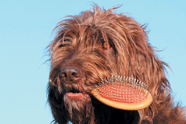 grooming your long-haired dog