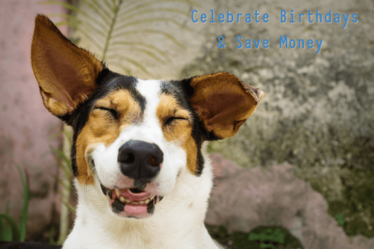 Dog Birthday Ideas Perfect For Your Budget