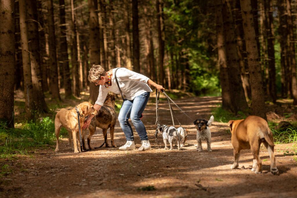 stubborn dogs