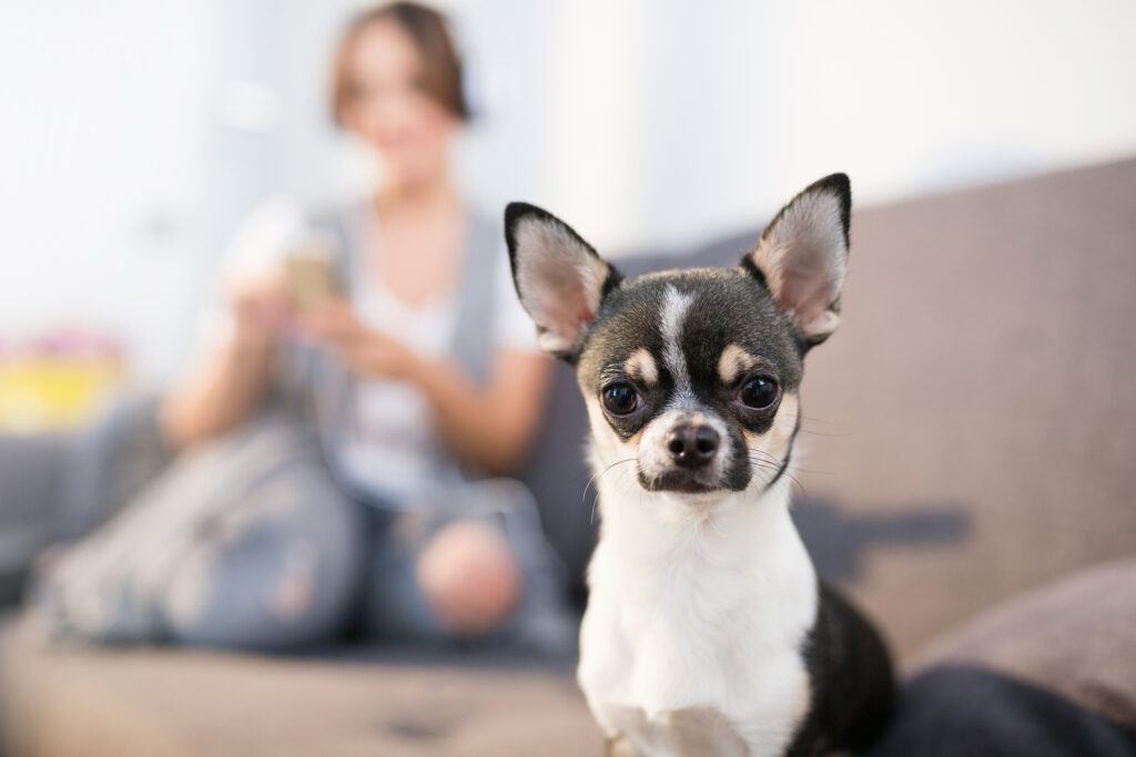 cute dog