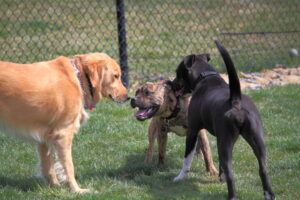 dogs socializing during vacation