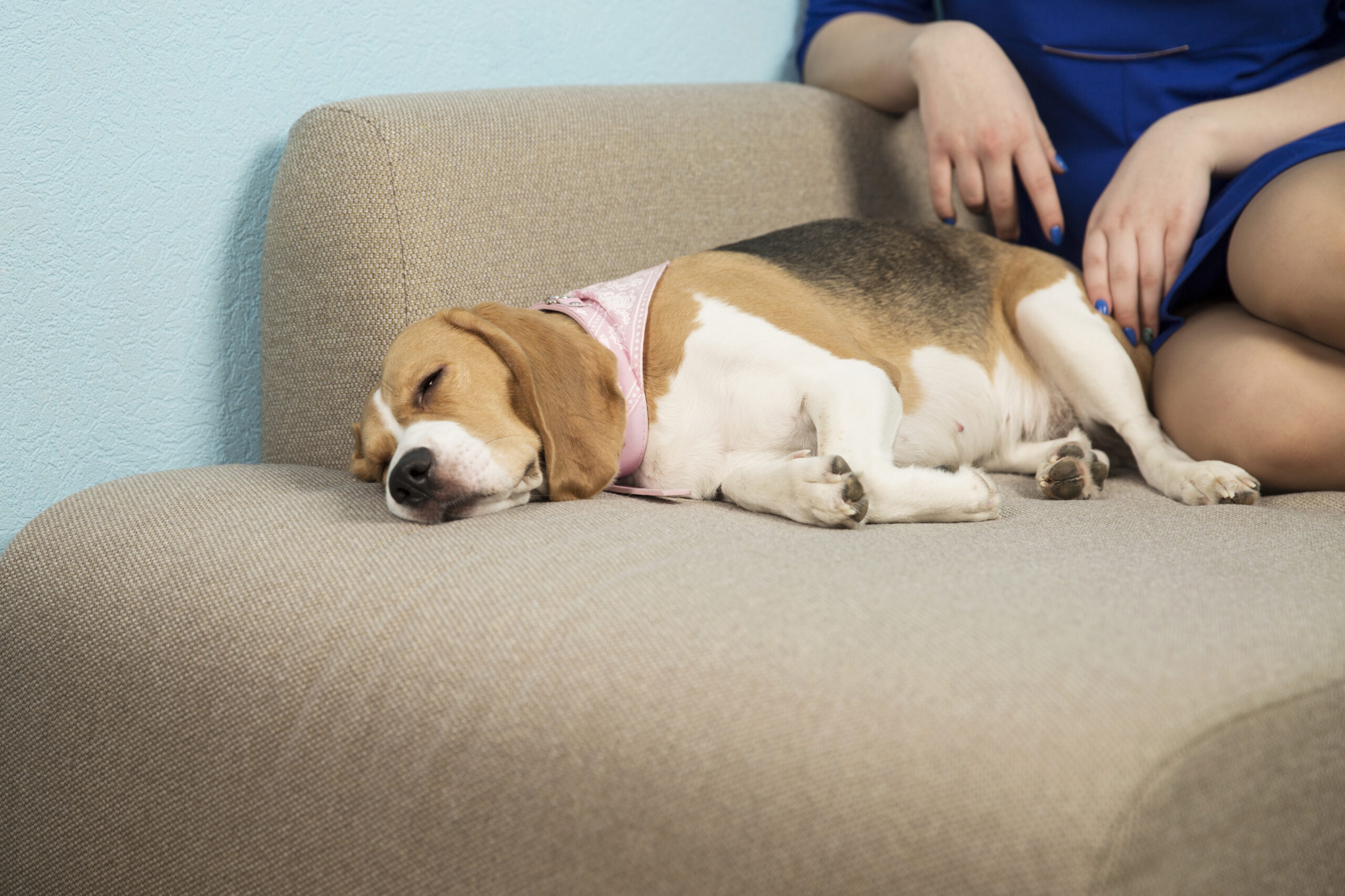 keep your dog from destroying your home