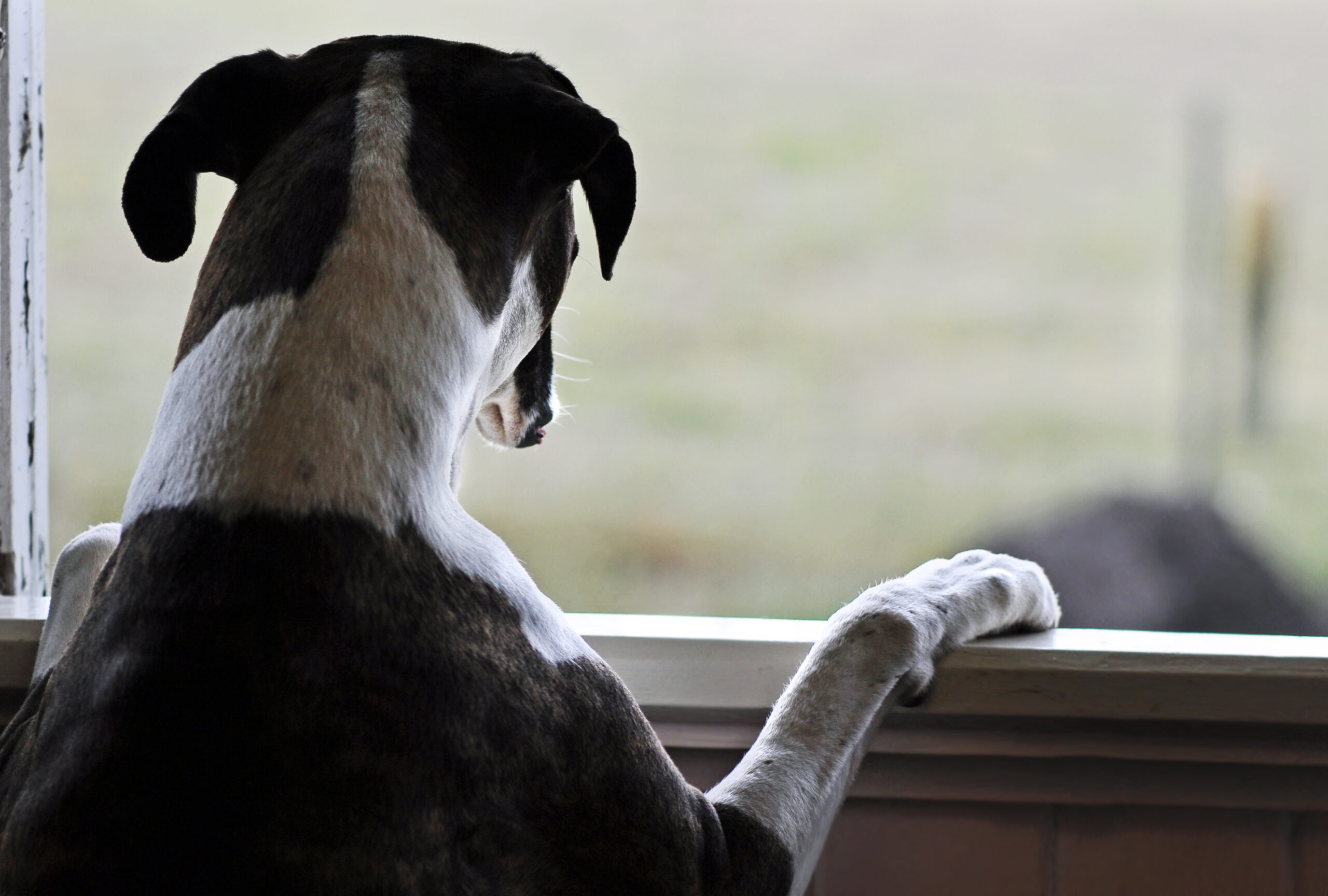  Keeping your dog destroying your home