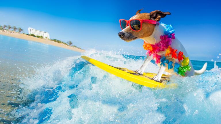 Dog Friendly Beaches In Florida For Your Canine