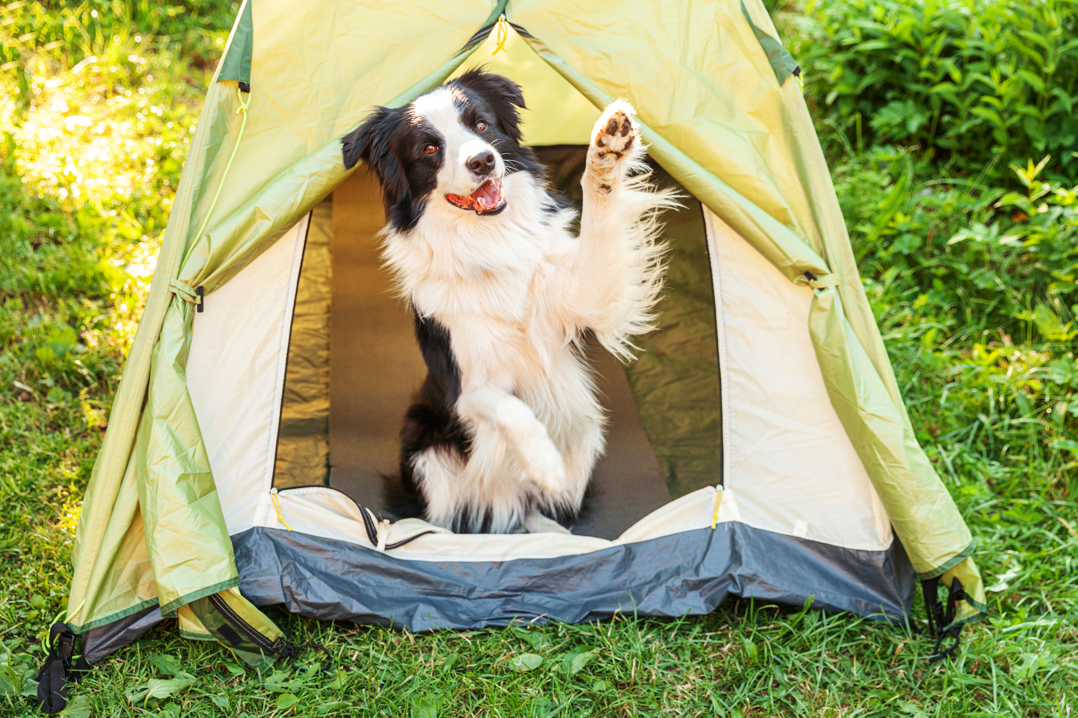 florida dog friendly campsites