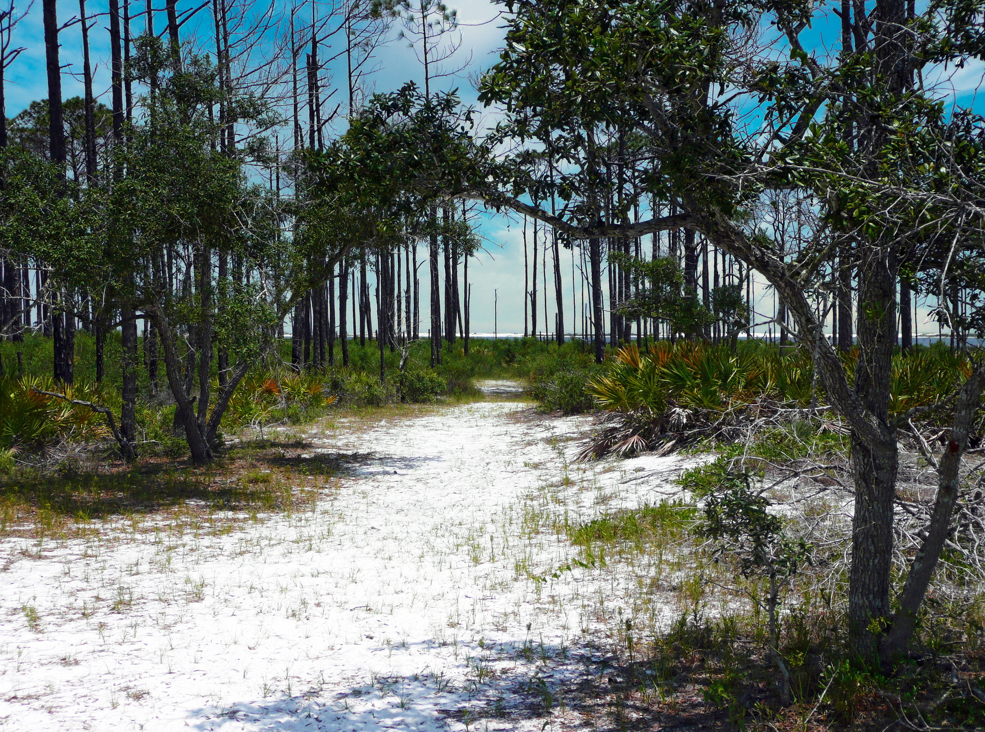 Big Lagoon State Park a pet-friendly camping