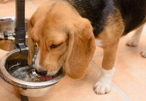 make dogs chill with water