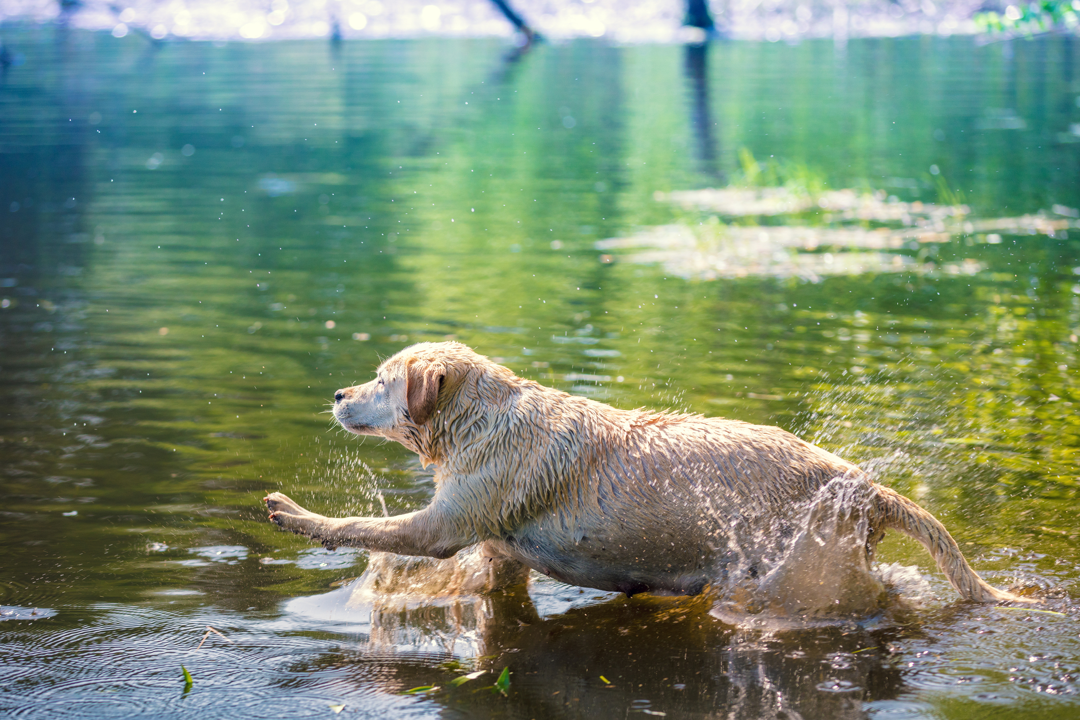 safety tips for dogs swimming