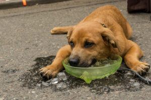 ice chips for pooches