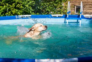 outdoor foldable wading bath for dogs