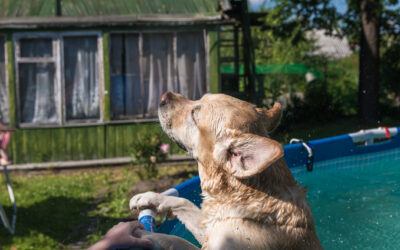 dog swimming pool