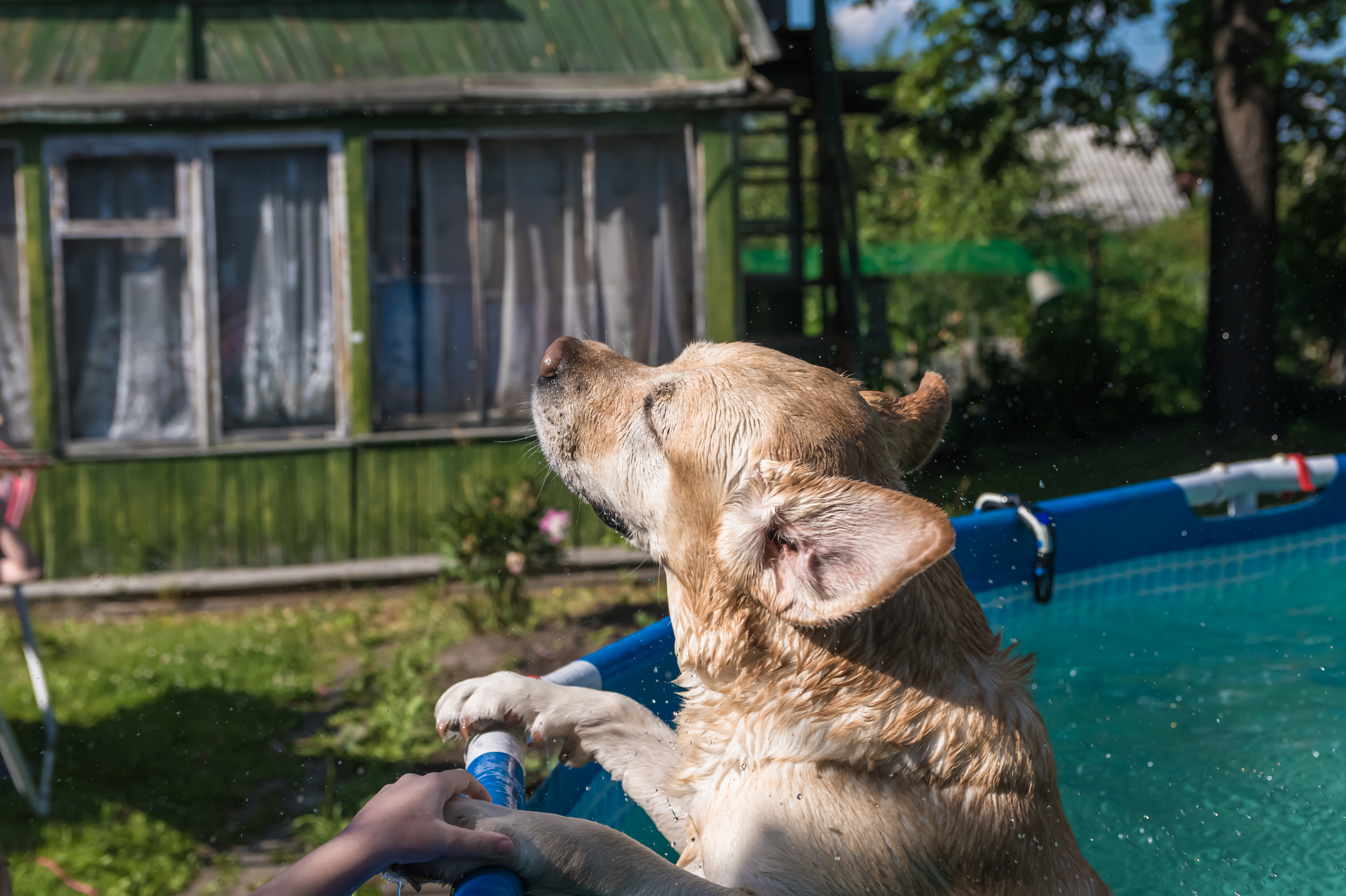 dog swimming pool