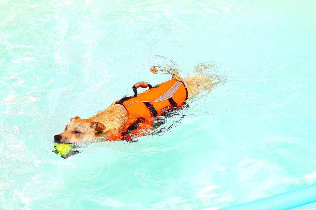 safety tips for dogs swimming