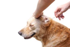 clean dog ears