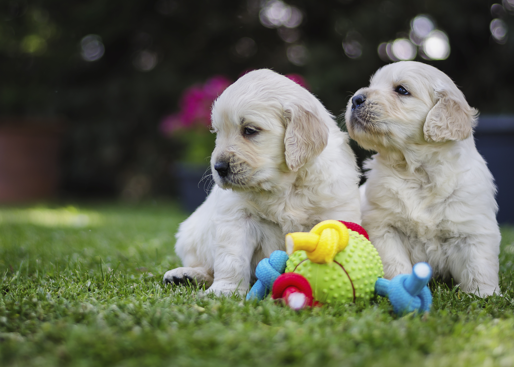 toys for puppies