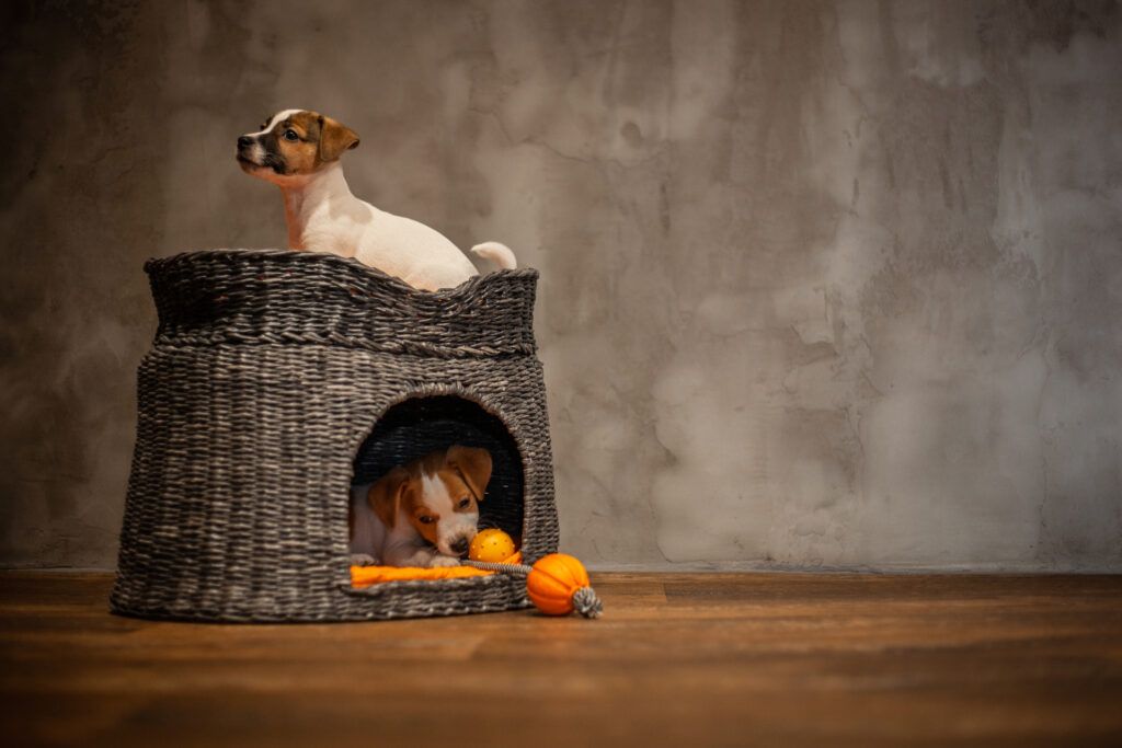 puppies playing together