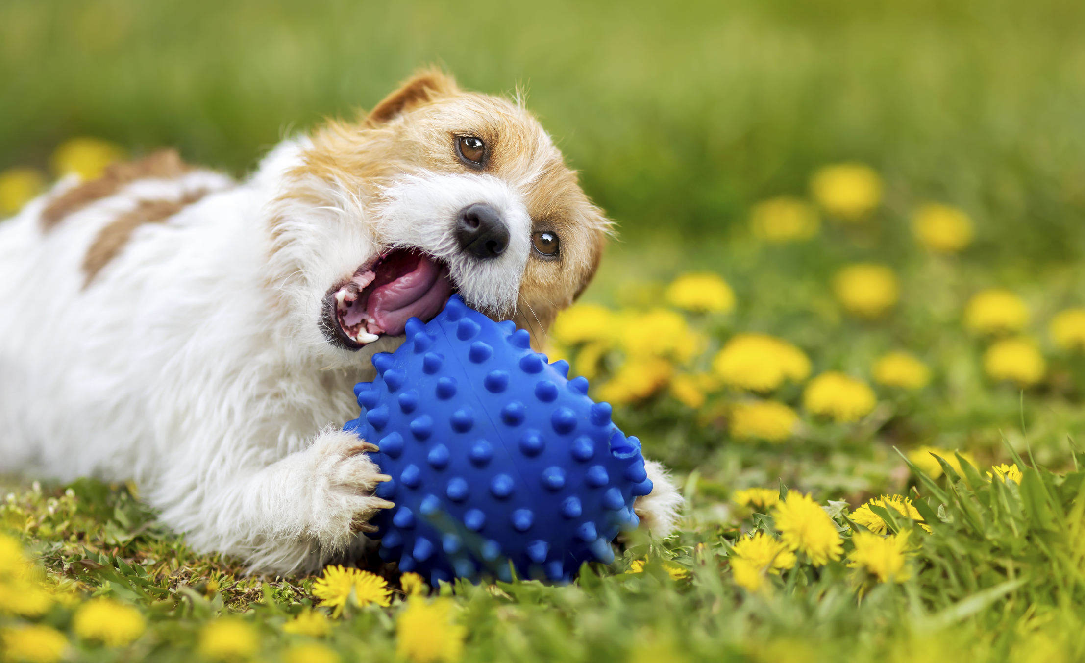 toys for canine destructive chewing