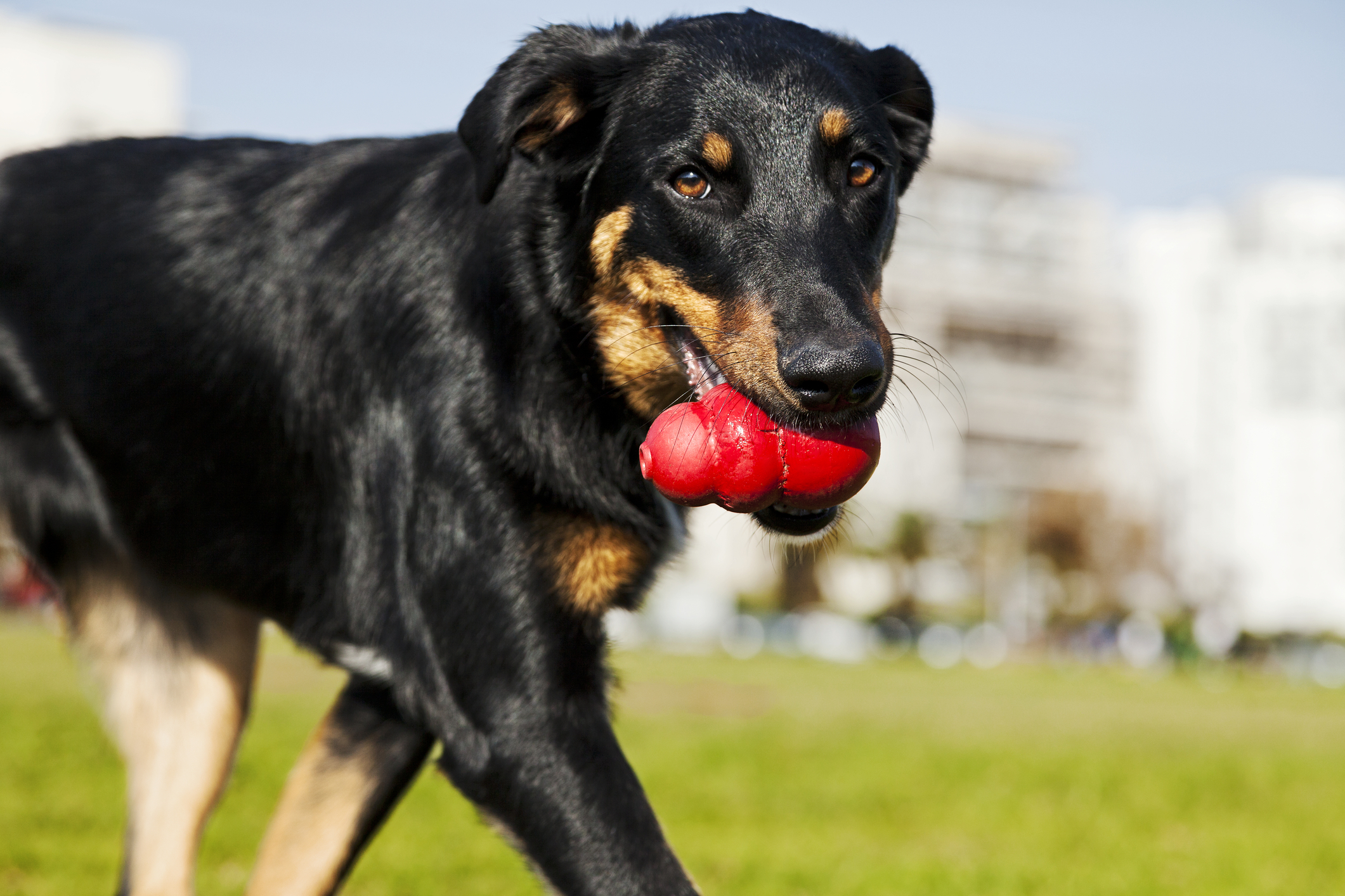 indestructible dog toys